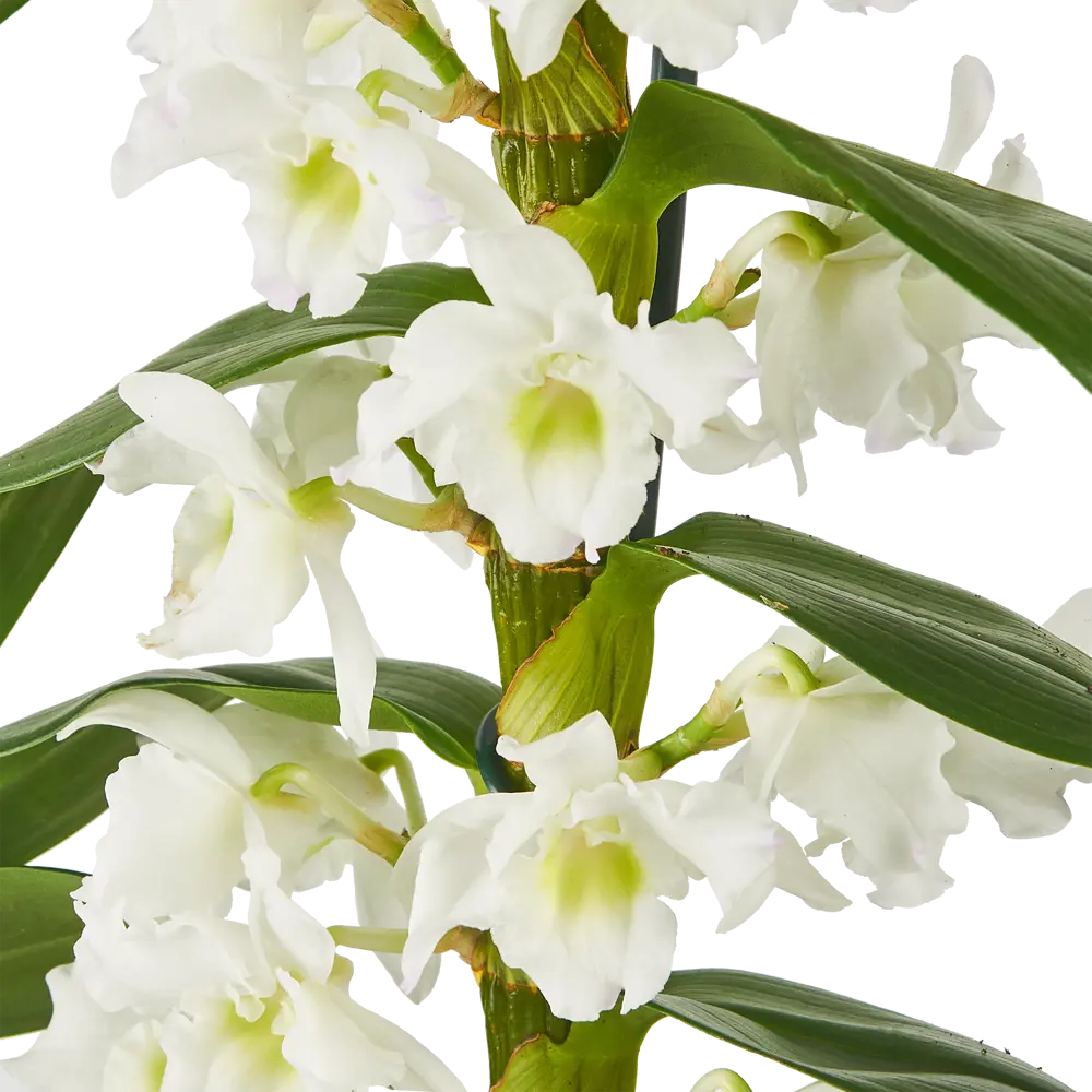 Santreyd Орхидея Дендробиум Нобиле Аполлон - изящное украшение интерьера 86728101 STLM-0070973 - Вид №3