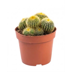 Кактус Экзотик микс ø11 h15 см
