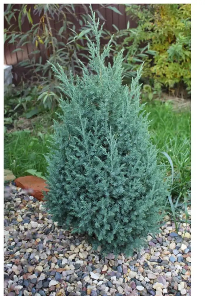 Santreyd Можжевельник Стрикта - голубовато-зеленый хвойный кустарник для ландшафтного дизайна 89363747