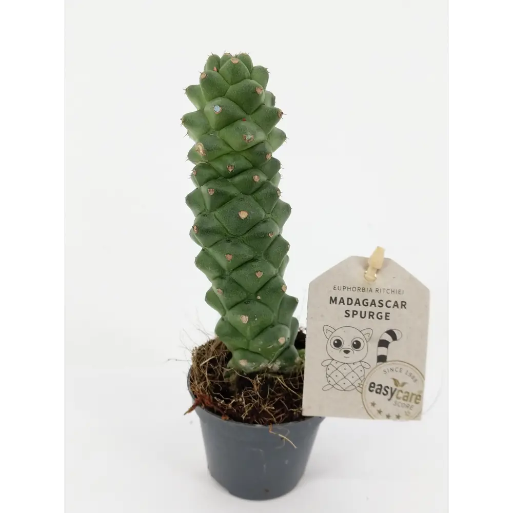 Santreyd Эуфорбия Монадениум Ричи - суккулент для дома 82932729 STLM-0038107 - Вид №2