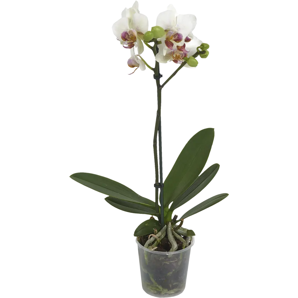 Santreyd Орхидея Фаленопсис мини — изящное украшение интерьера 13974293 STLM-0004095