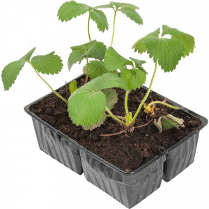 82625834 Земляника микс 7x15 см, 4 шт.