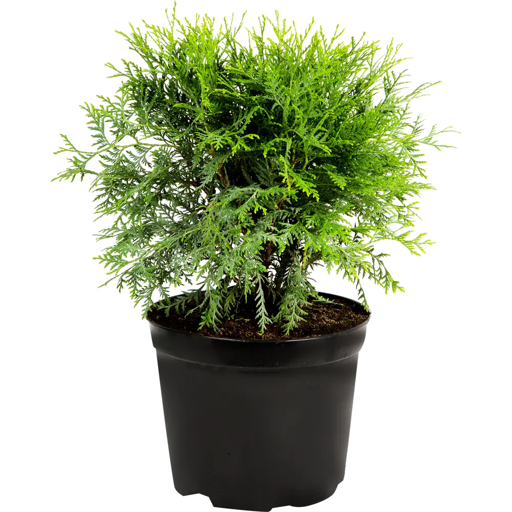 Туя западная «Тини Тим» C7.5 ГАВРИШ STLM-2088234