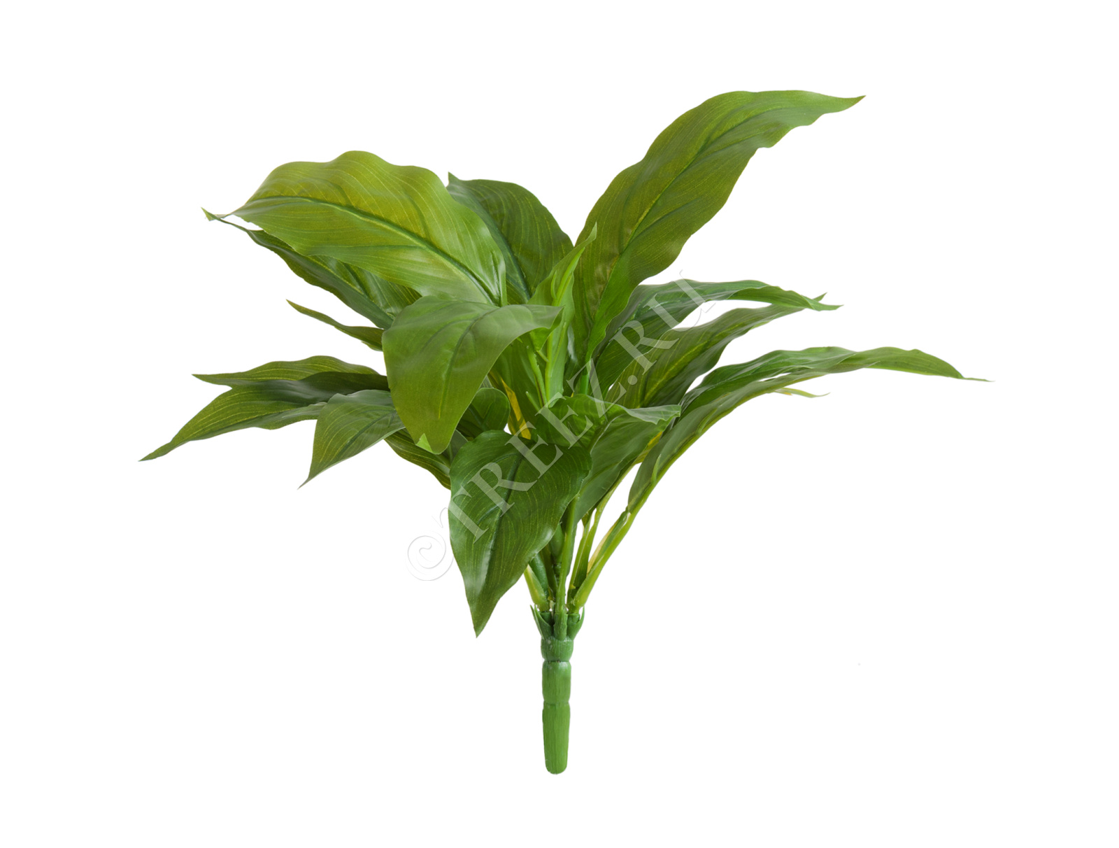 20.1154N Спацифилум-мини куст зелёный (Sensitive Botanic) Цветочная коллекция 