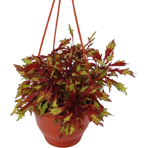 Колеус Микс - декоративное растение с пестрыми листьями 16×25 см 83539733