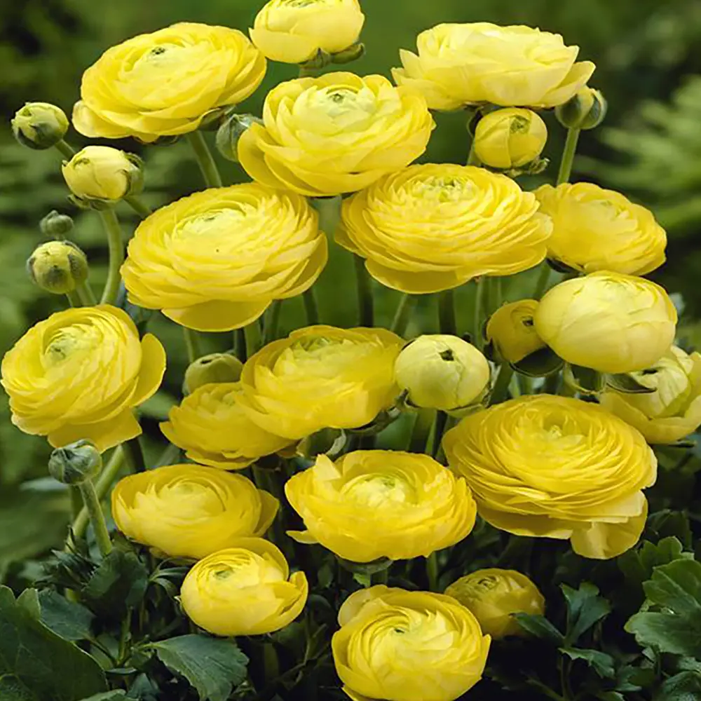 Ранункулюс «Yellow», 5х6 см 12620346 STLM-2120113 GEOLIA 