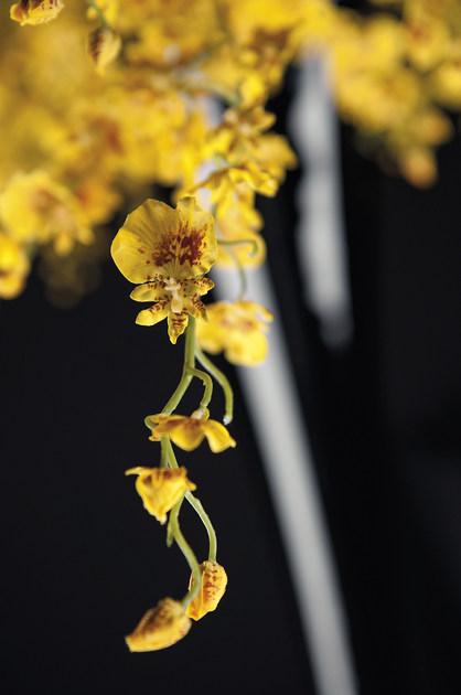 VGnewtrend Искусственное растение из полиэстера  1001626.10  - Вид №1