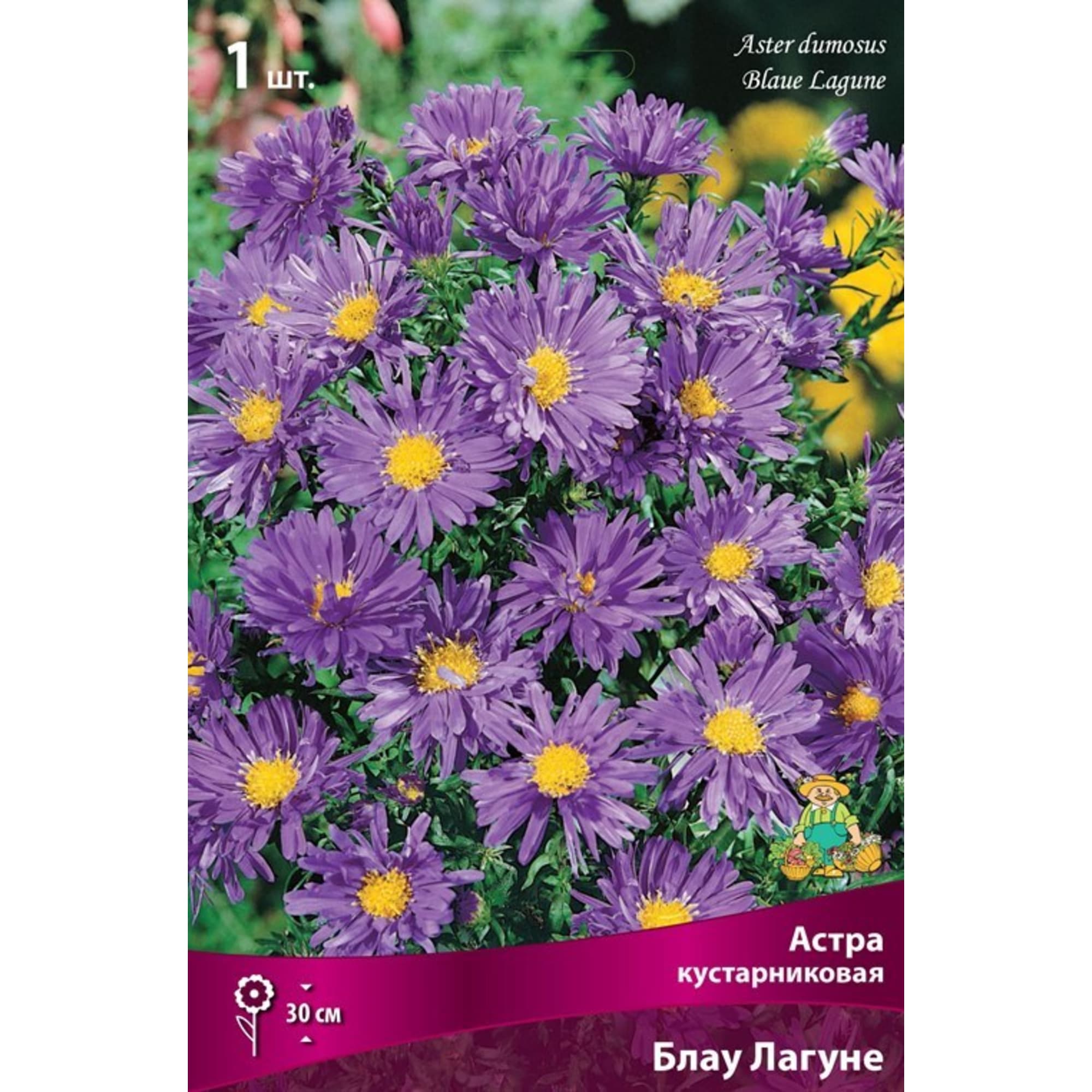 Астра кустарниковая Блау Лагуне луковица I Santreyd 83599233