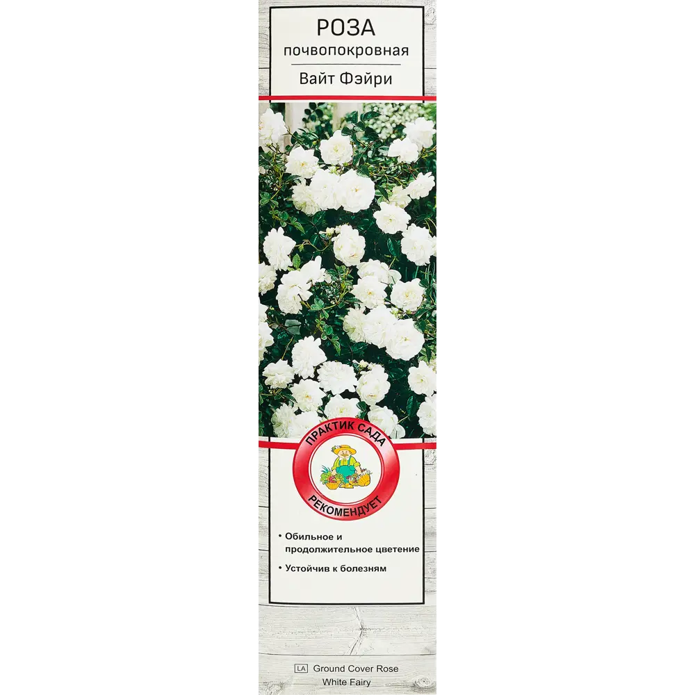 Роза почвопокровная Вайт Фэйри ø5 h35 см 89353201 STLM-2063549 Santreyd 