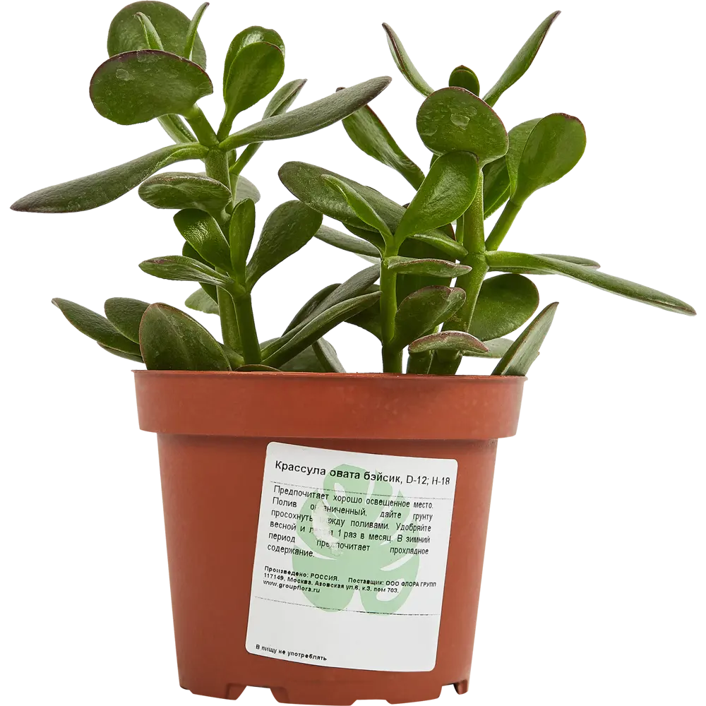 Santreyd Крассула Овата Бэйсик — элегантный суккулент для вашего интерьера 87890505