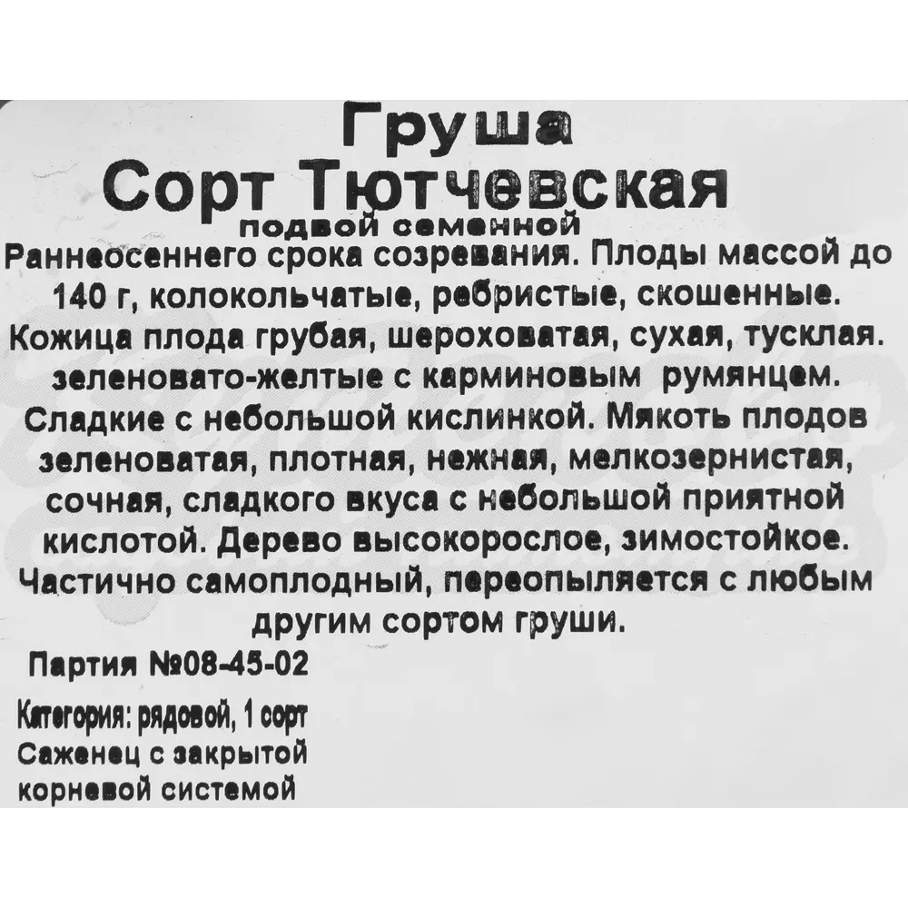Груша «Тютчевская» C4 высота 140 см 82597066 STLM-2096267 Santreyd  - Вид №1