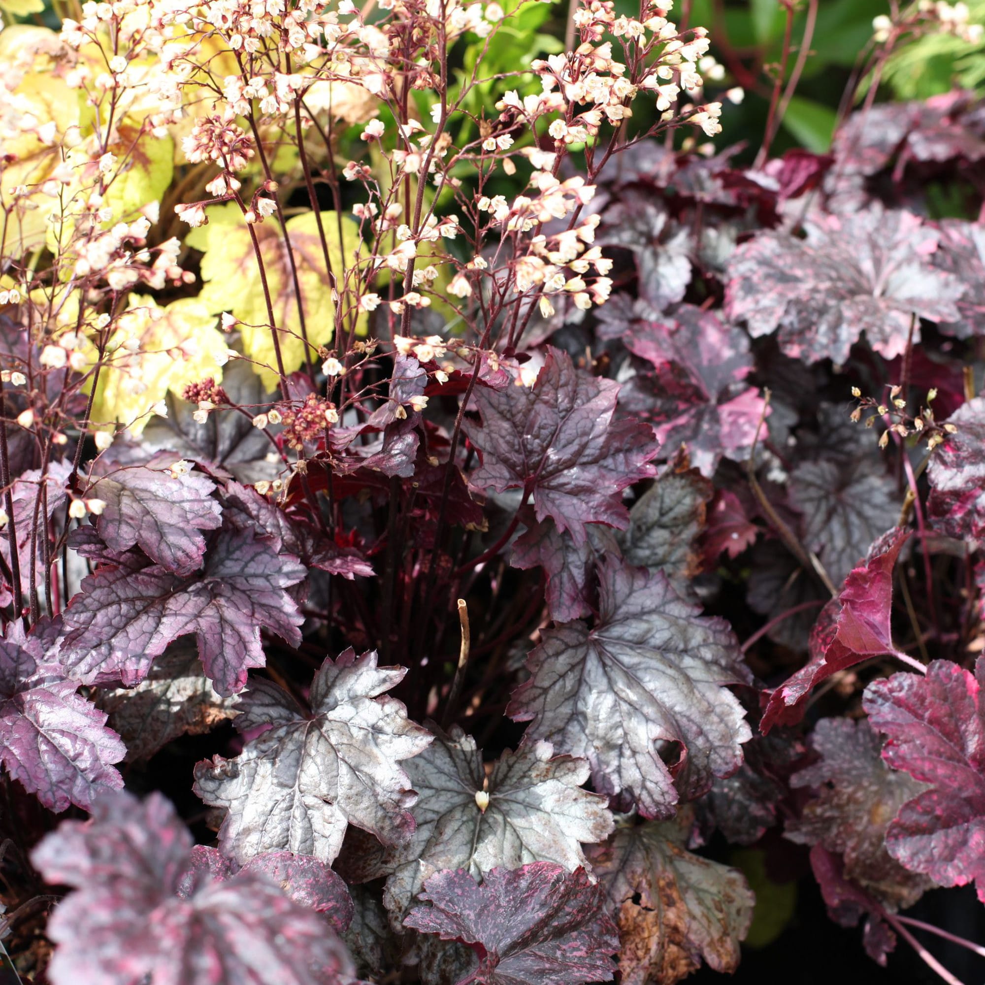 82237710 Гейхера гибридная «Шанхай» С1 15 см Santreyd  - Вид №1