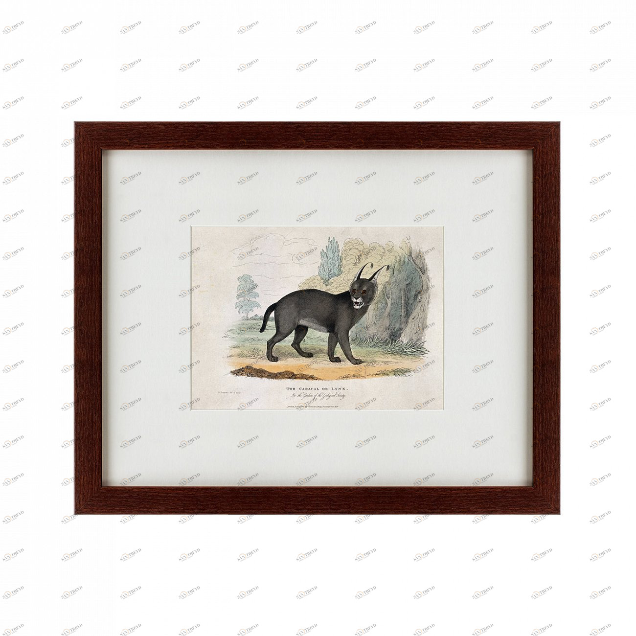 Картина: A caracal or lynx, 1830 КАРТИНЫ В КВАРТИРУ  135637 Разноцветный 
