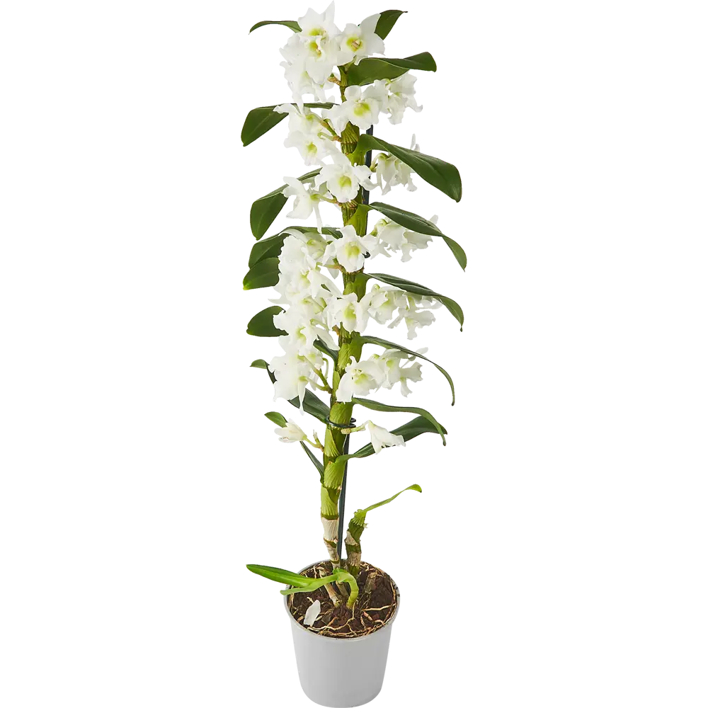 Santreyd Орхидея Дендробиум Нобиле Аполлон - изящное украшение интерьера 86728101 STLM-0070973 - Вид №1