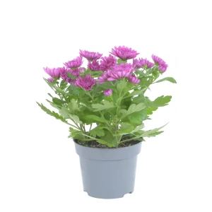 Santreyd Хризантема кустовая для садового декора ø21 h25 см 89392094