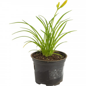 82585347 Лилейник гибридный «Эвери Дейлили Панч Йеллоу» 17x20 см