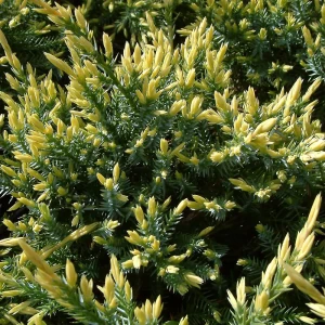 Можжевельник чешуйчатый Холгер - хвойный кустарник для ландшафтного дизайна 18470220