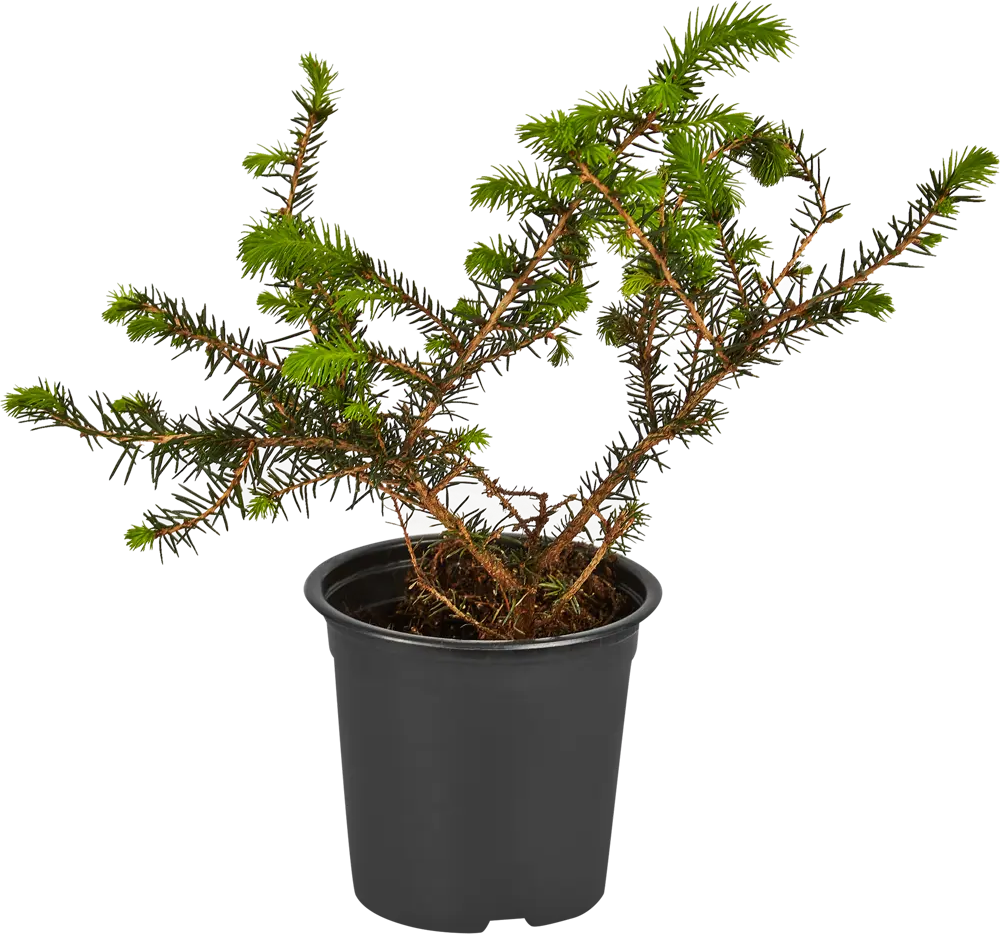 Santreyd Ель сербская Карел - компактное хвойное украшение сада 87718626