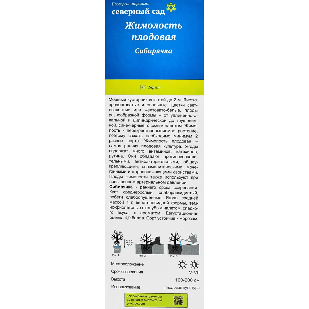 Жимолость съедобная Сибирячка h35 см 89353452 STLM-2069147 Santreyd  - Вид №2