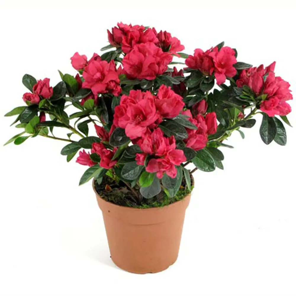 Азалия Птичья смесь MoreLIPS - комнатное декоративно-лиственное растение 89434824 Santreyd STLM-1579973