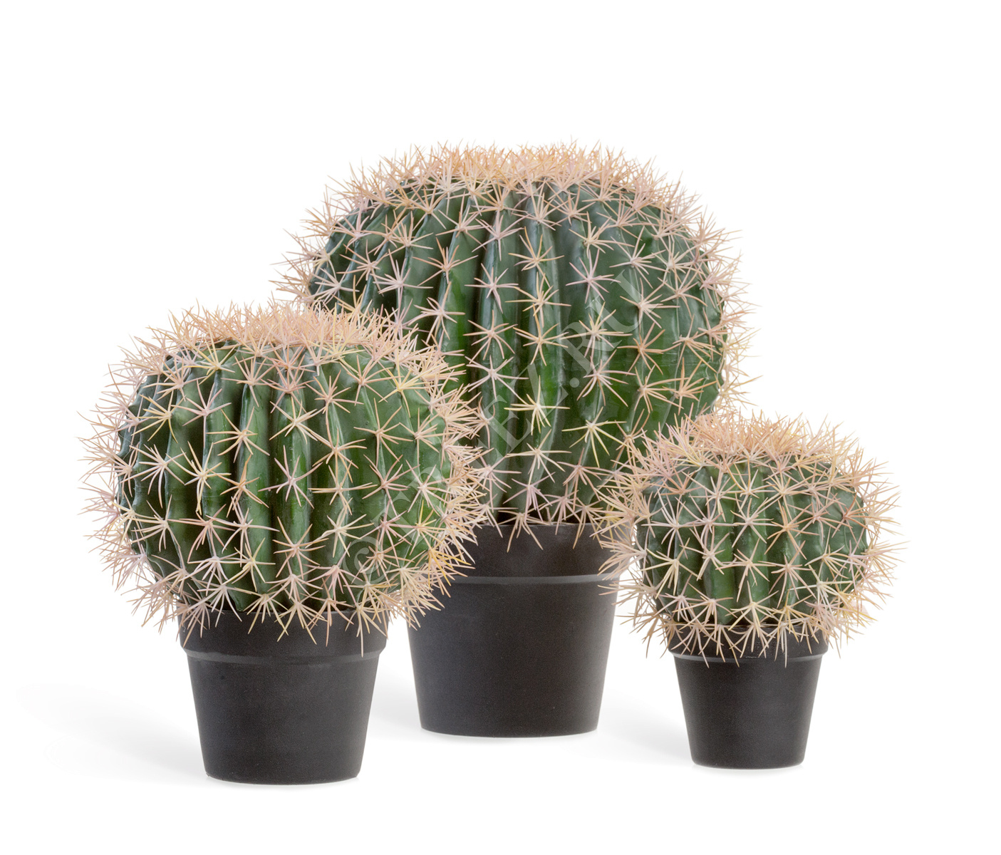 10.091830N Кактус Баррель Цветочная коллекция  - Вид №4