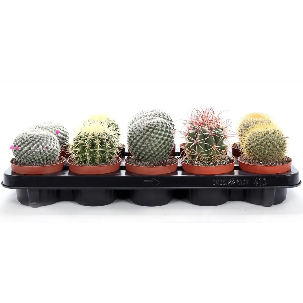 Santreyd Кактус Канарский микс - живой декор для интерьера 85062773 STLM-0058107 - Вид №1