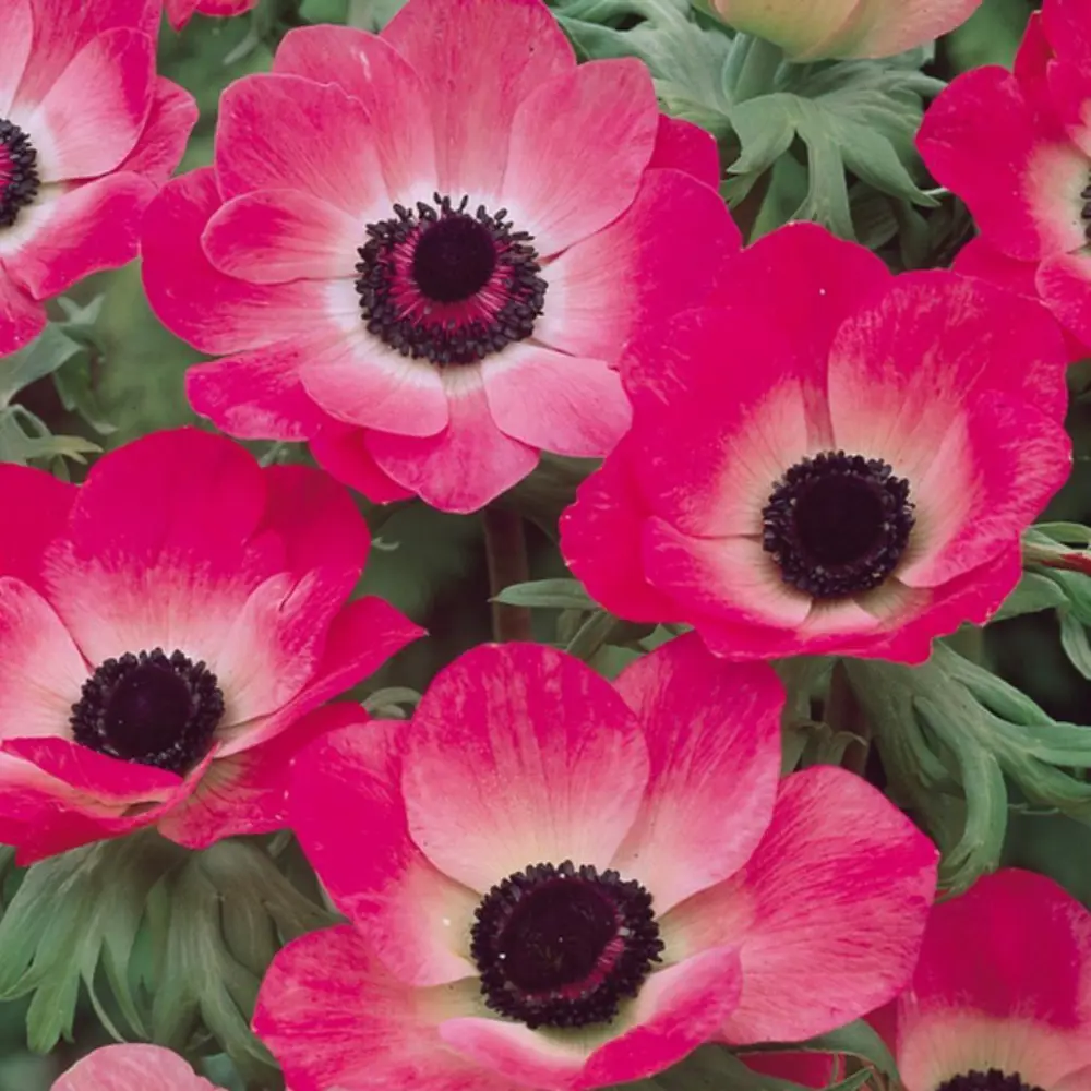 Анемона Geolia «Sylphide», 5х6 см STLM-2004838