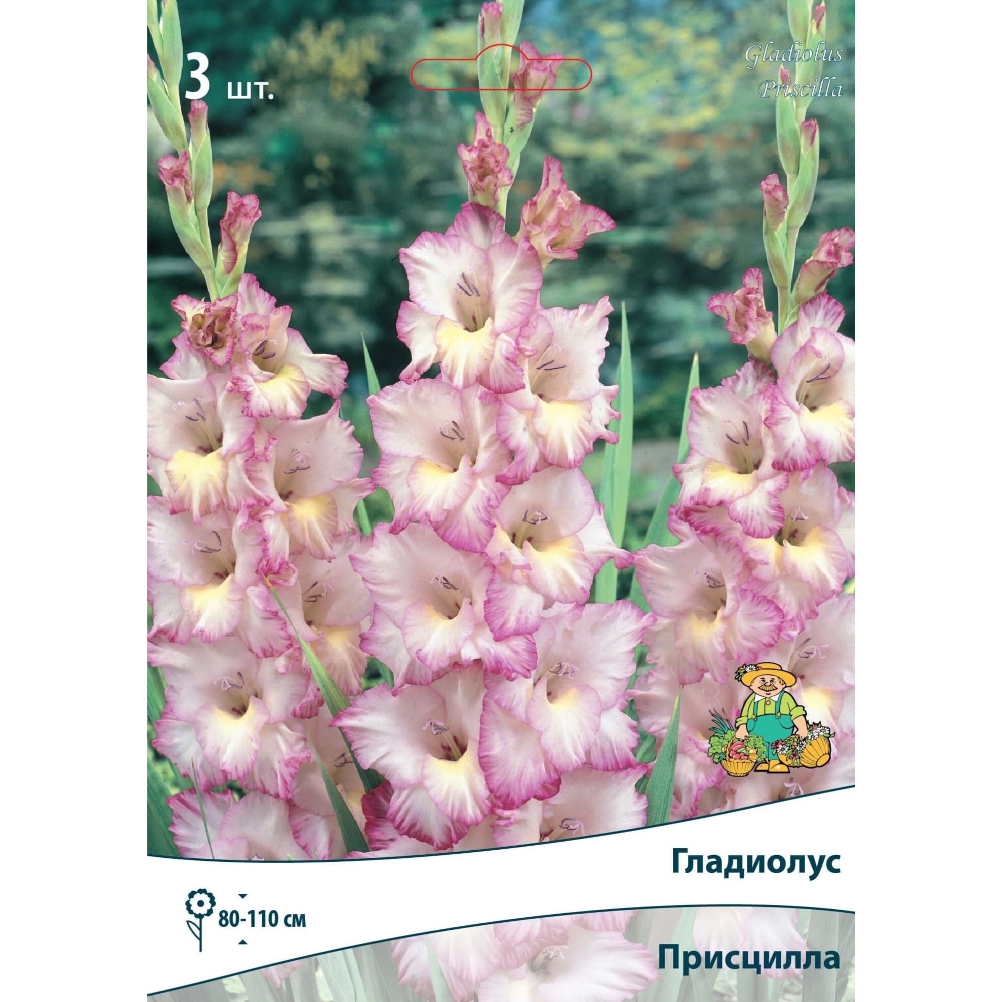 83596952 Гладиолус крупноцветковый Присцилла луковица 10/12 Santreyd 