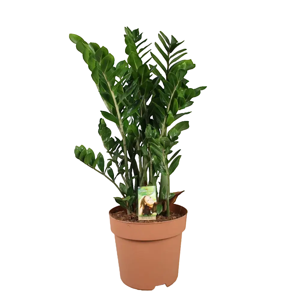 Santreyd Замиокулькас — изысканное комнатное растение с глянцевой листвой 86728034 STLM-0070971