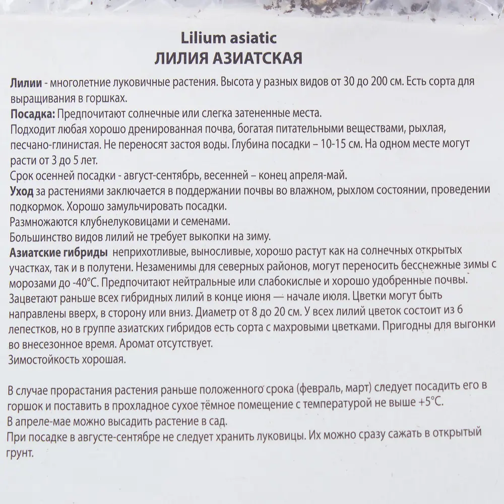 Лилия азиатская махровая «Аннемарис дрим» 81945446 STLM-2066558 Santreyd  - Вид №2