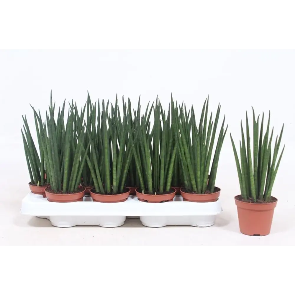 Сансевиерия Микадо - комнатное растение с декоративной листвой 89441785 Santreyd STLM-1579719