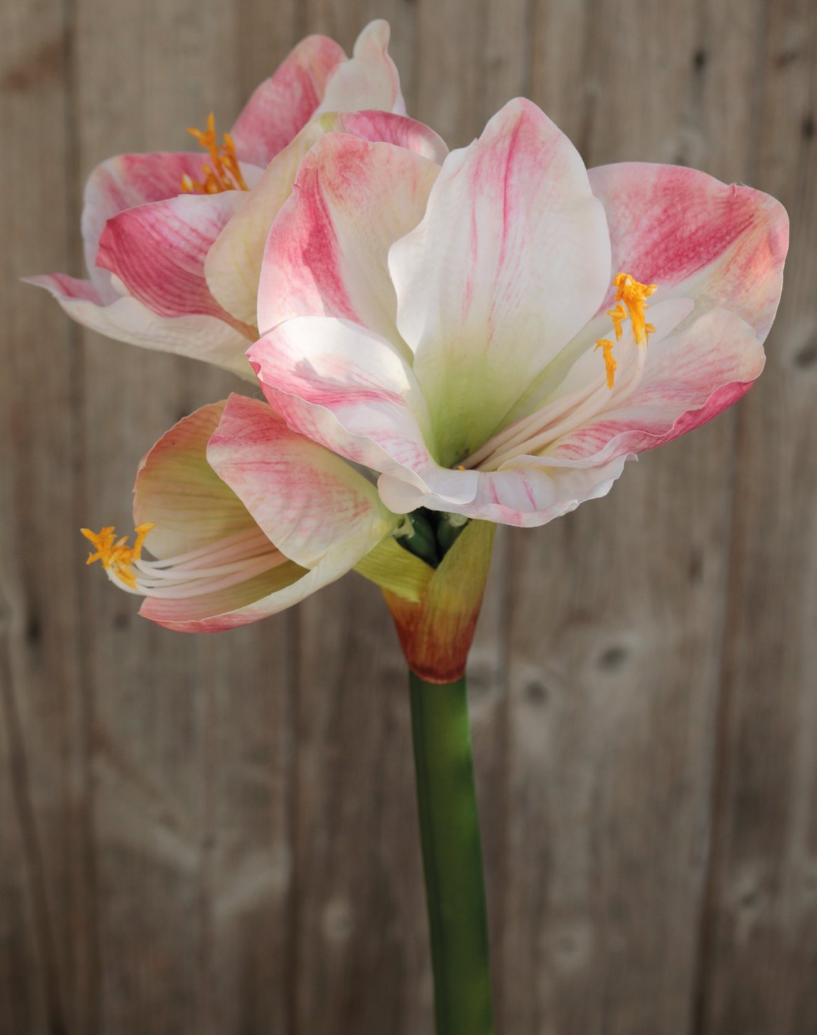 Искусственный амариллис, 66 см, бежево-розовый Santreyd 2443 755 a3 - Вид №1