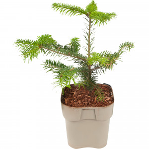 82176401 Пихта «Нордманниана» 2-3 л 20-30 см