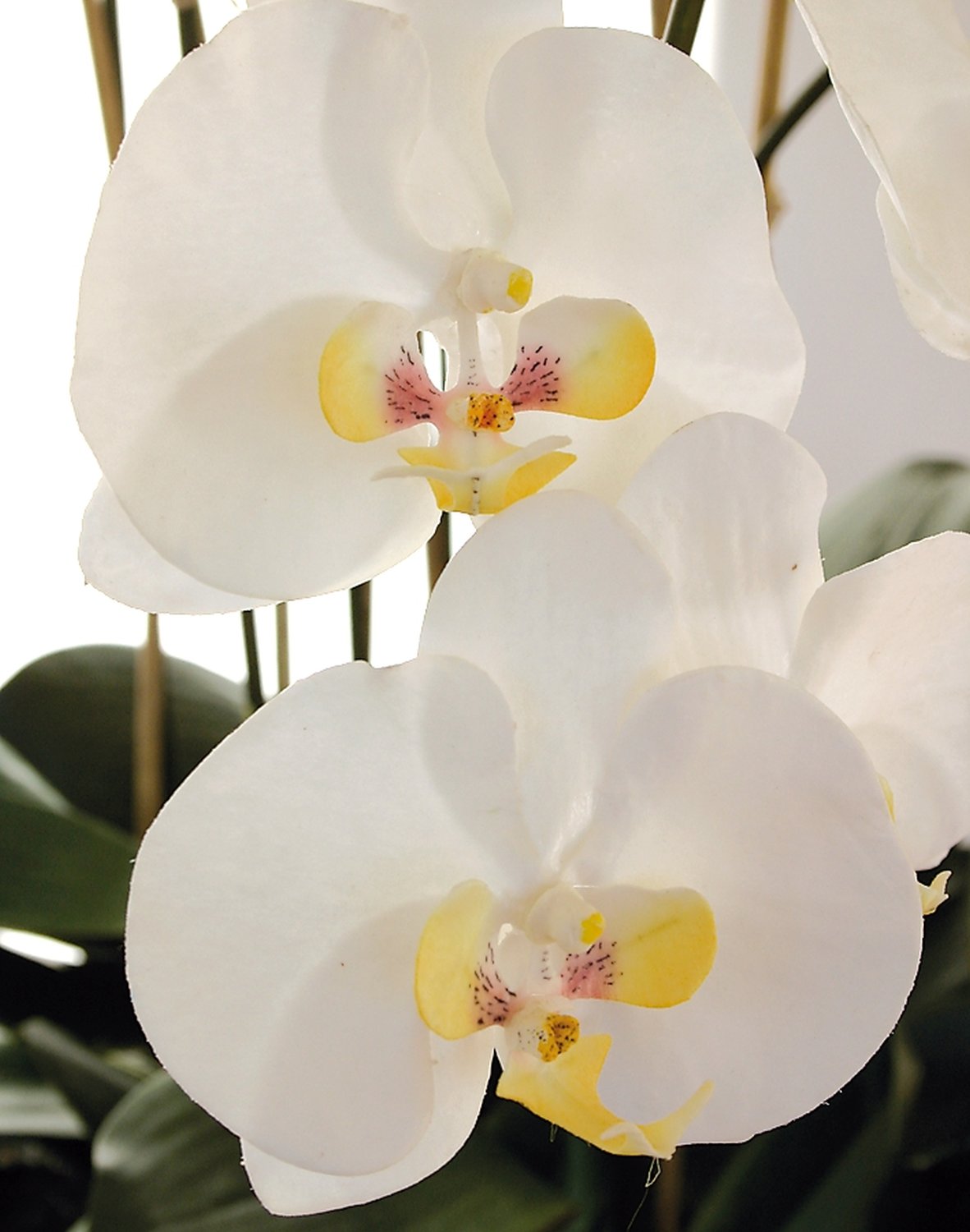 2840 778 a3 Пластиковая орхидея Phalaenopsis, 6-кратная, горшечная, 155 см, real touch, бежево-белая H-andreas  - Вид №4