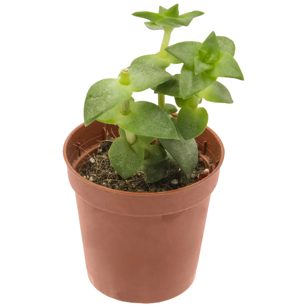 Santreyd Крассула - живое денежное дерево для вашего интерьера 89373481 STLM-0828731