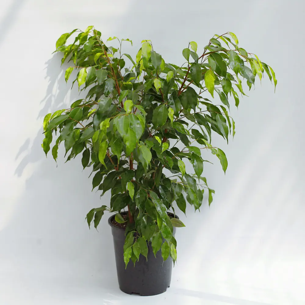 Фикус Бенджамена Santreyd с пестрой листвой в горшке 21×45 см 88876071 STLM-1485178 - Вид №1