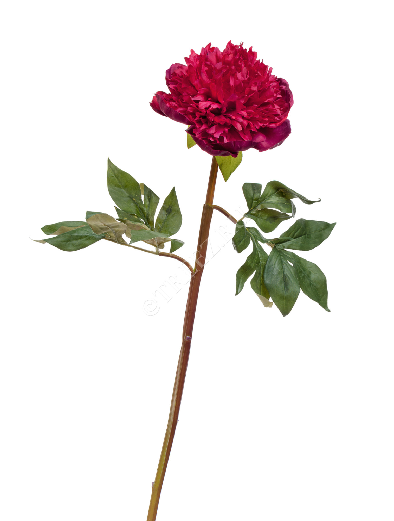 30.03160262RD Пион махровый бордовый Цветочная коллекция 