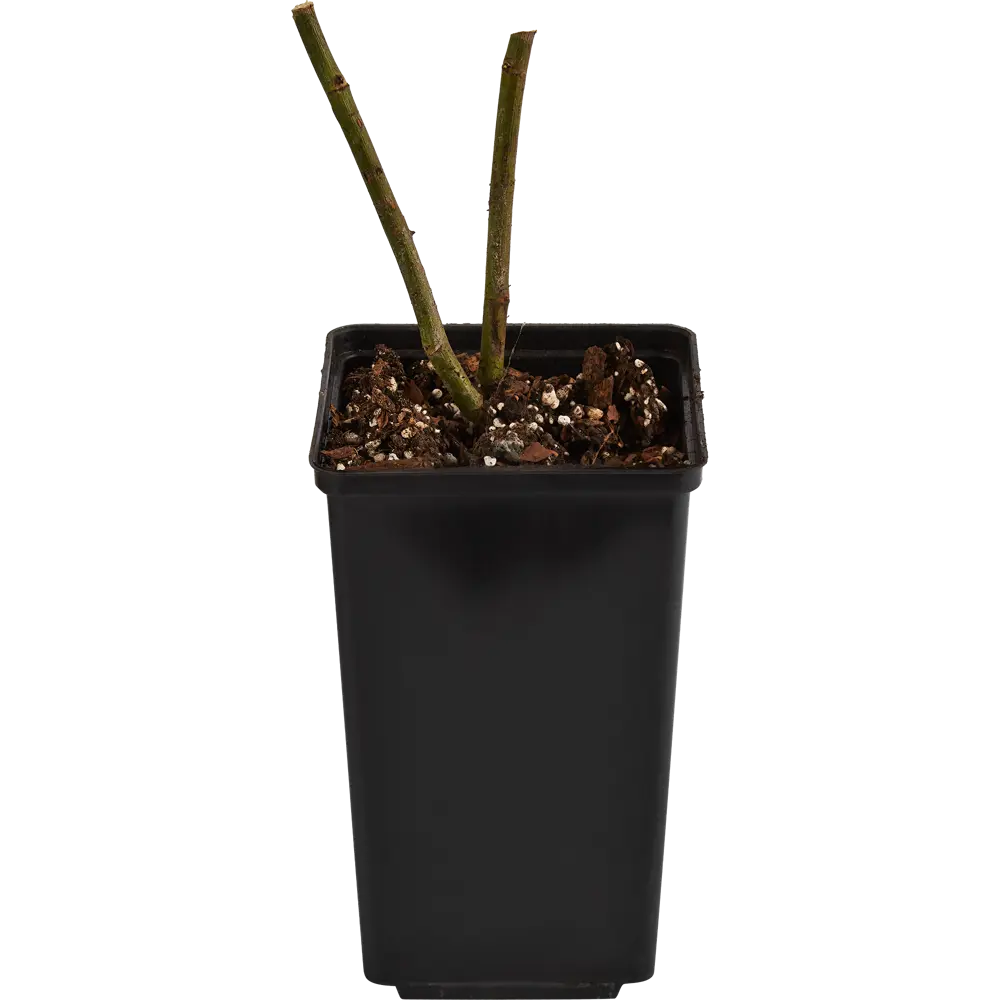 Santreyd Парковая роза микс - изысканное украшение сада 84721377 STLM-0054018 - Вид №2