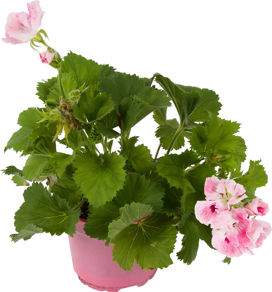 Santreyd Пеларгония грандифлора — цветущий кустарник с розовидными соцветиями 83248148