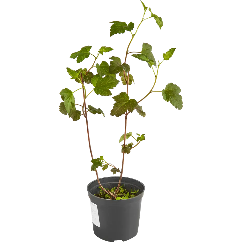 Пузыреплодник калинолистный Диабло ø15 h35 см 84828797 STLM-2166291 PLANTMARKET 