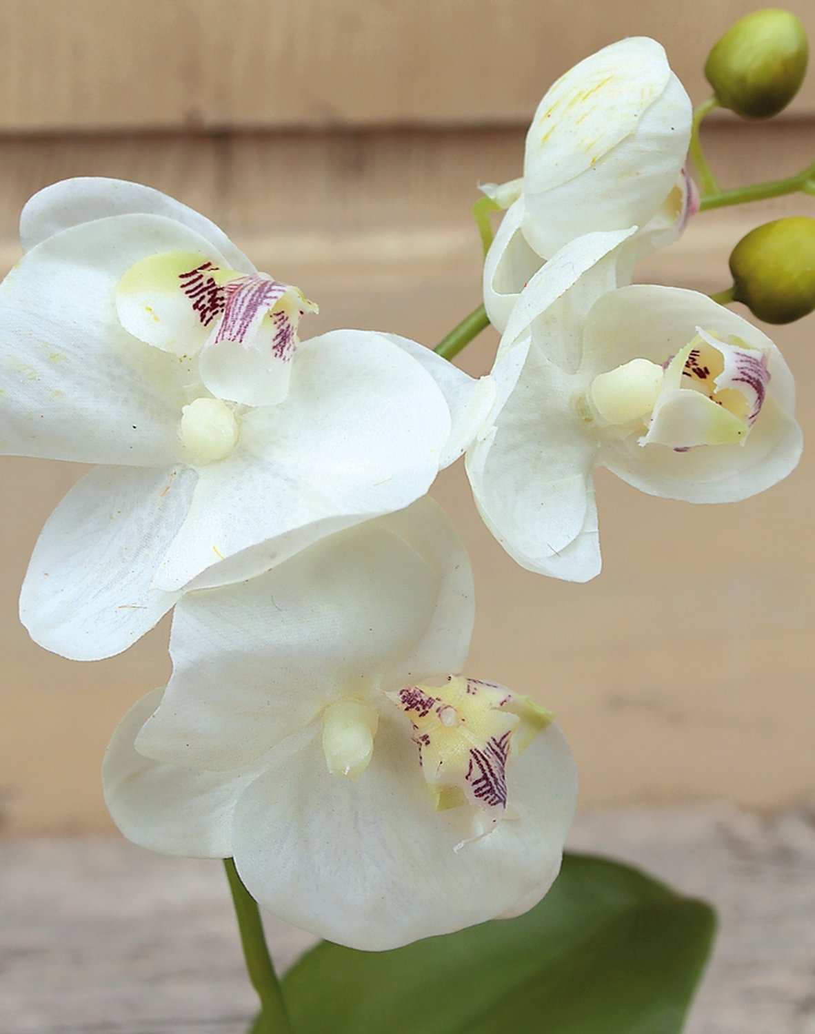 2608 778 a3 Искусственная орхидея Phalaenopsis, горшечная, 30 см, бежево-белая H-andreas 