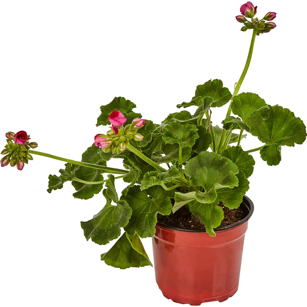 Герань Santreyd - яркое многолетнее растение для дома и сада 83248144