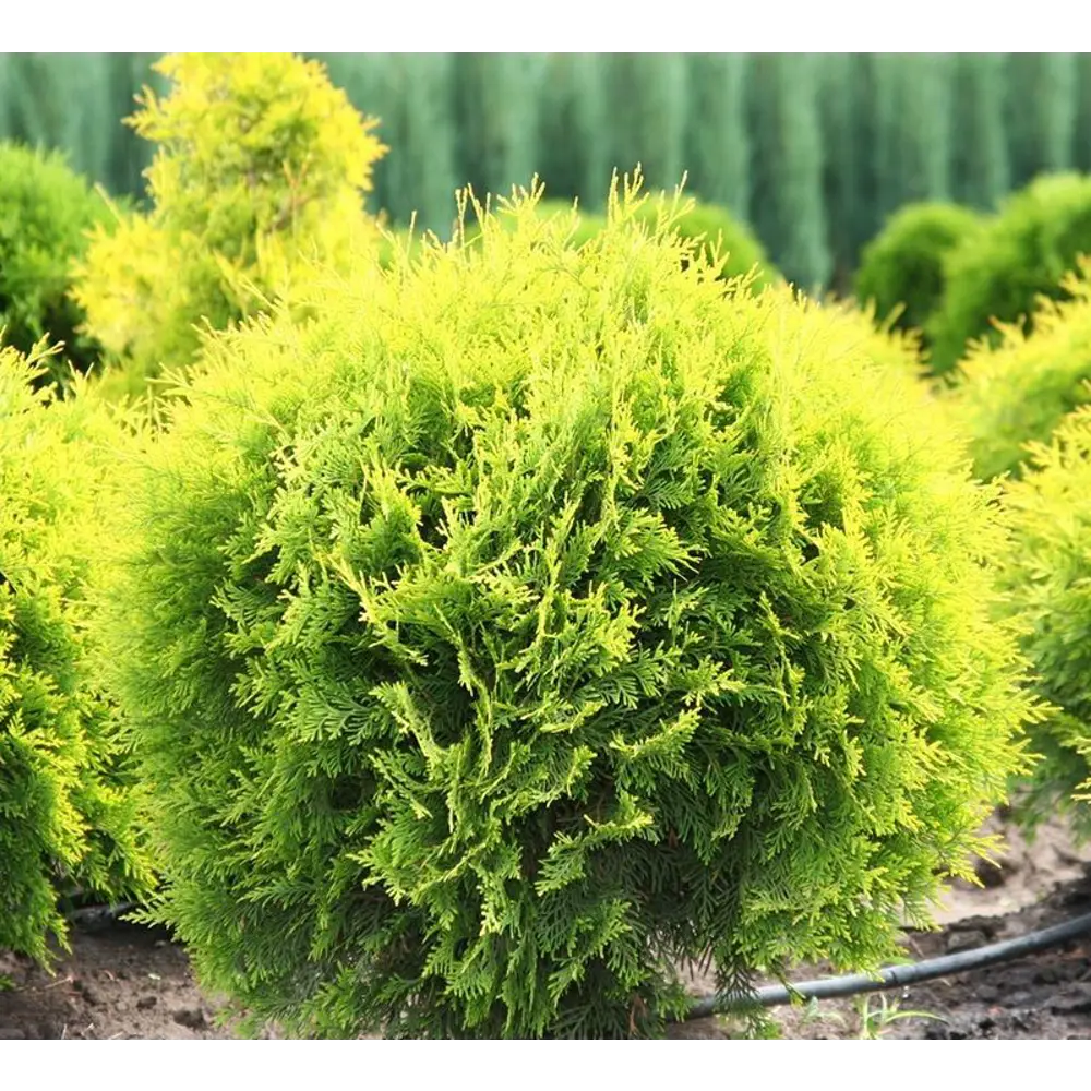 Туя западная Голден Глоуб ø9 h15 см 89465439 STLM-2019029 PLANTMARKET 