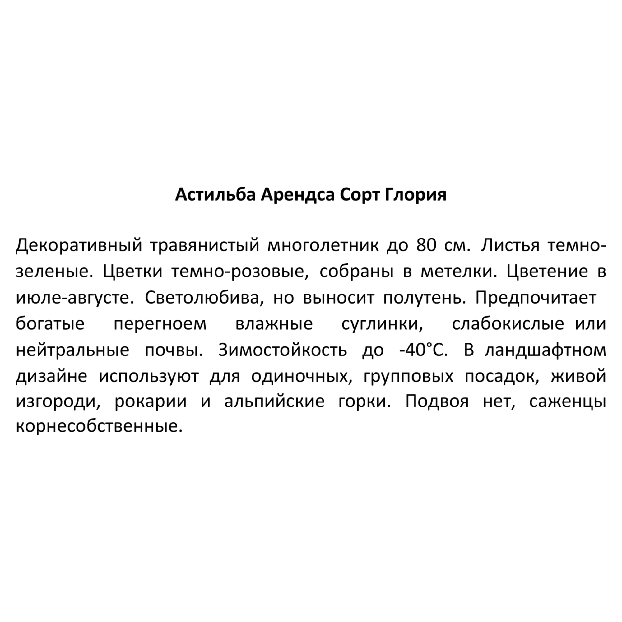 81954863 Астильба арендса С1 «Глория» Santreyd  - Вид №2