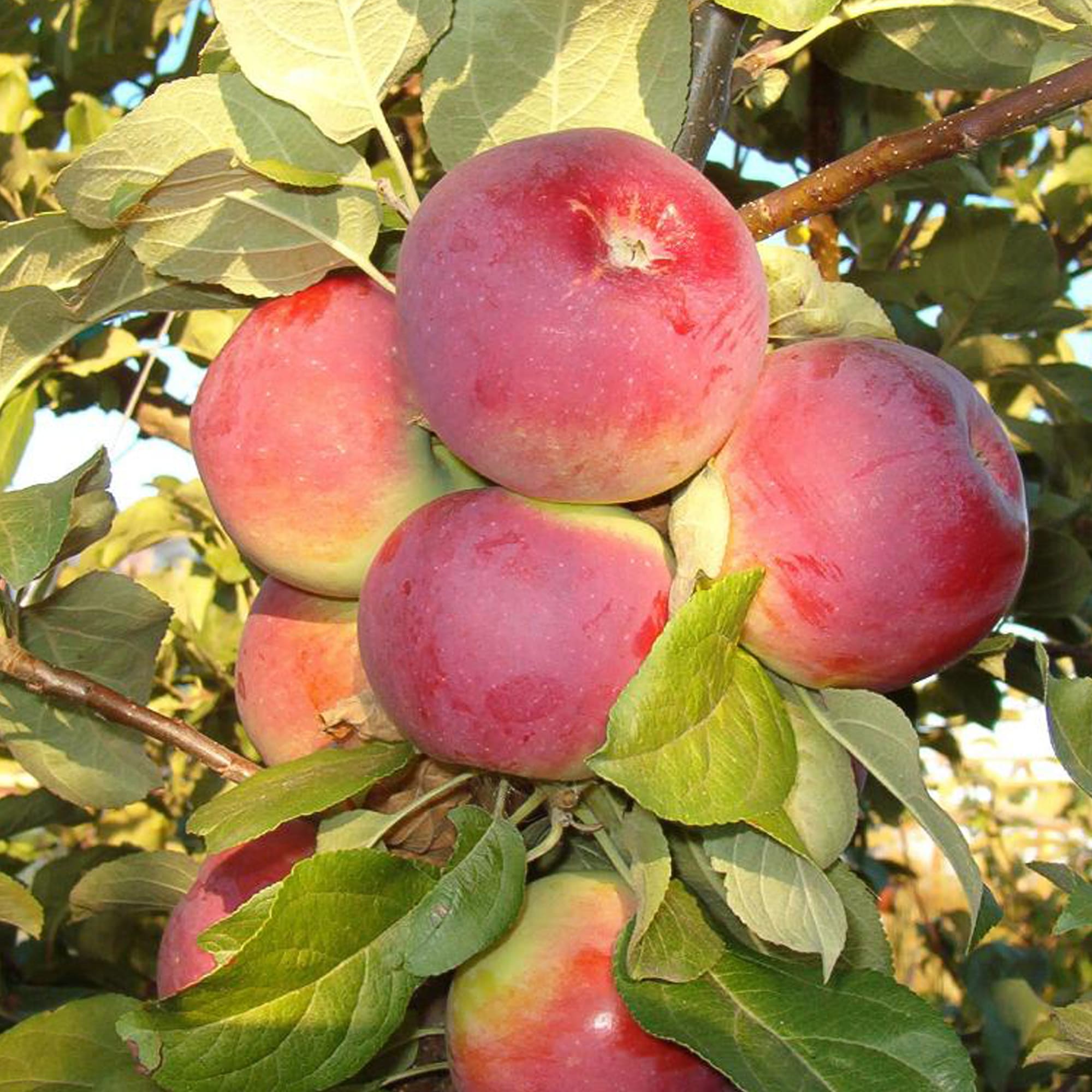 82237815 Яблоня «Орлик» С7 180 см Santreyd  - Вид №3