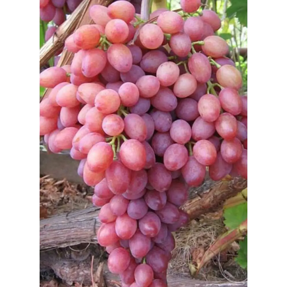 Виноград кишмиш Лучистый ø19 h55 см 84834884 STLM-2200775 PLANTMARKET 