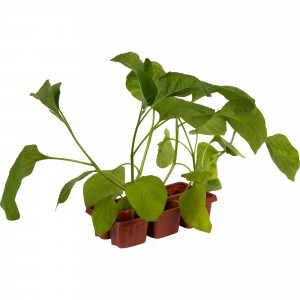 12713980 Баклажан, P6 Н15