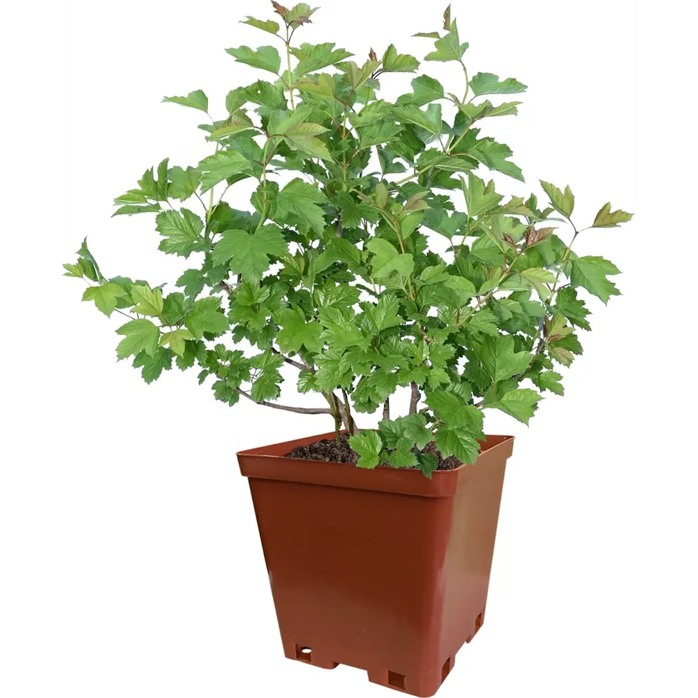 Калина «Таежные рубины» Santreyd - ягодный кустарник для северных садов 82237799 STLM-0022579