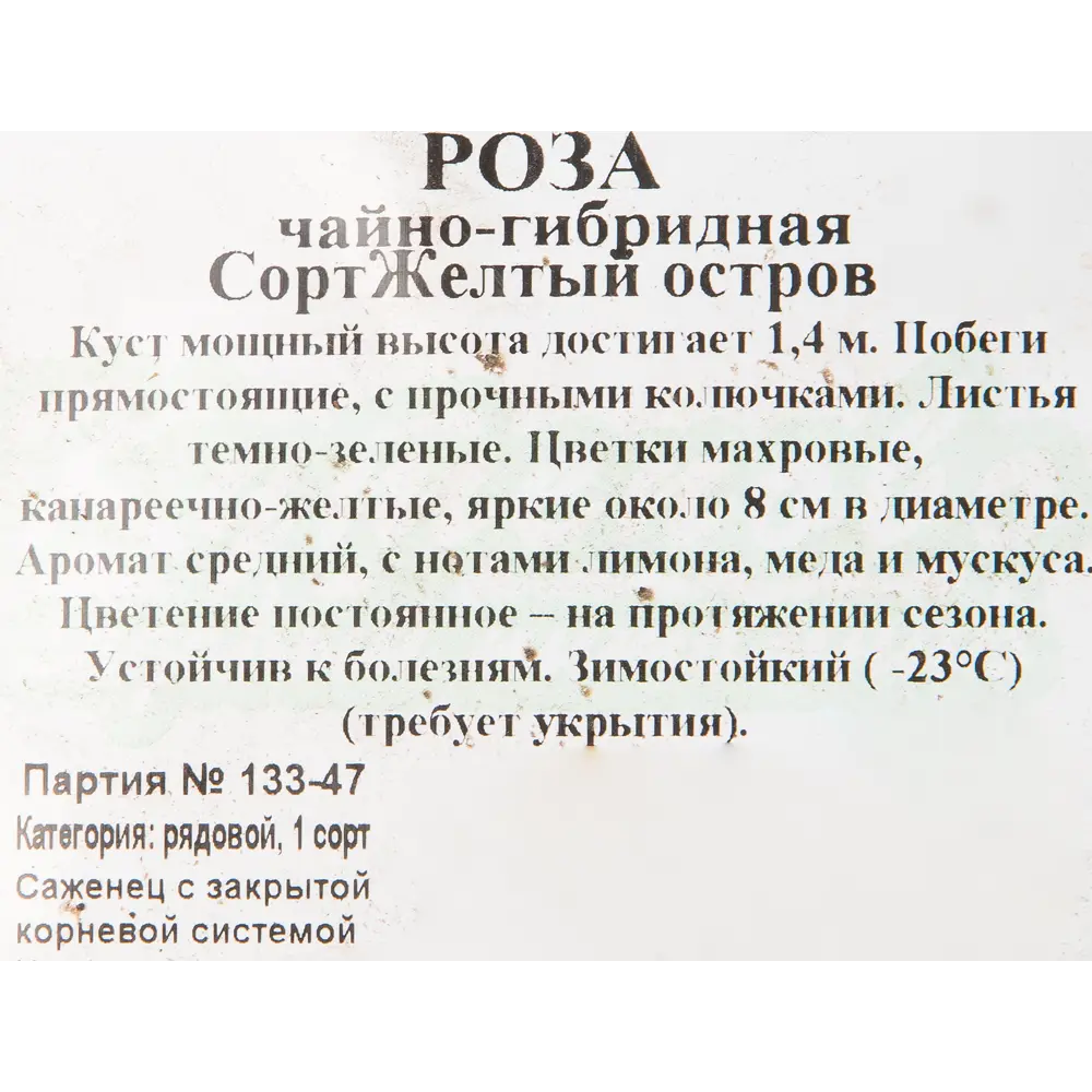 Роза чайно-гибридная «Жёлтый остров» 15x30 см 82594795 STLM-2179316 Santreyd  - Вид №1