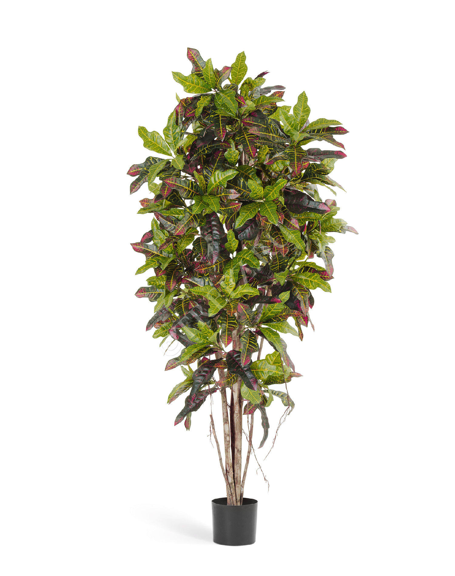 10.37604N Кротон Цветочная коллекция 